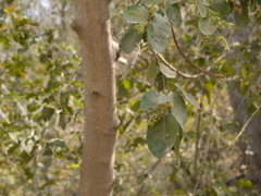 Combretum albidum