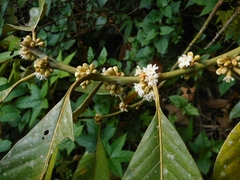 Eberhardtia tonkinensis