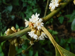 Eberhardtia tonkinensis