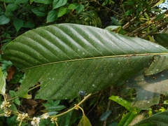 Eberhardtia tonkinensis