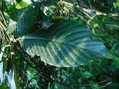 Eberhardtia tonkinensis