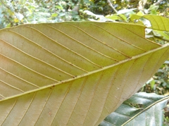 Eberhardtia tonkinensis