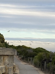 Eolophus roseicapilla