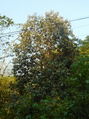 Eberhardtia tonkinensis