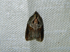 Acleris inana