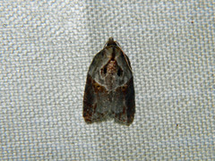 Acleris inana