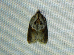 Acleris inana