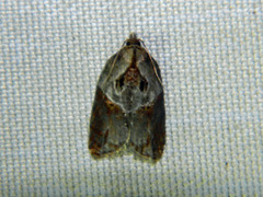 Acleris inana