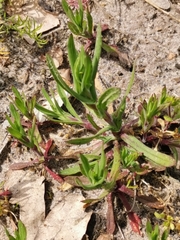 Silene gallica
