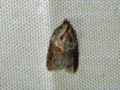 Acleris inana