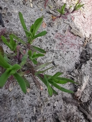 Silene gallica