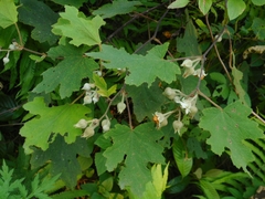 Rubus alceifolius