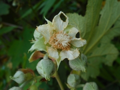 Rubus alceifolius