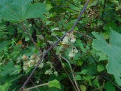 Rubus alceifolius