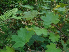 Rubus alceifolius