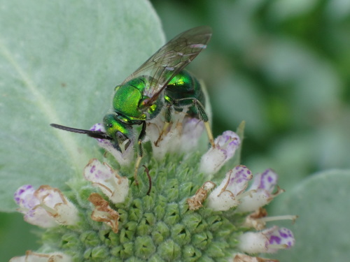 Green Metallic Sweat Bee photo 6