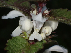 Lamium album
