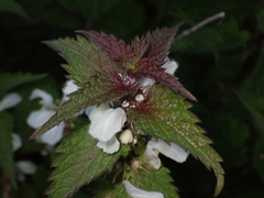 Lamium album