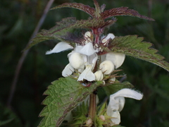 Lamium album