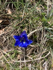 Gentiana acaulis
