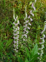 Spiranthes sinensis