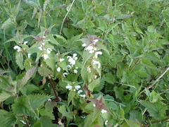 Lamium album