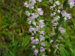Spiranthes sinensis