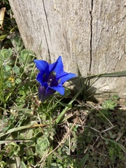 Gentiana acaulis
