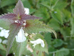 Lamium album