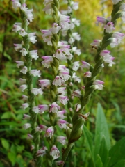 Spiranthes sinensis