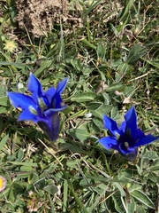 Gentiana acaulis