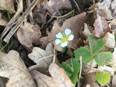 Potentilla sterilis