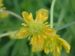 Ranunculus