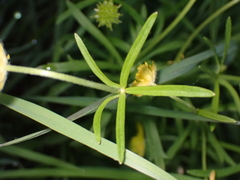 Ranunculus