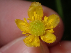 Ranunculus