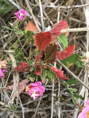 Oenothera rosea