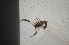 Centruroides fulvipes