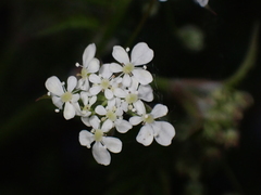 Anthriscus sylvestris