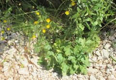 Ranunculus macrophyllus