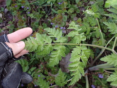 Anthriscus sylvestris