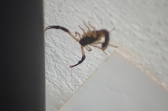 Centruroides fulvipes