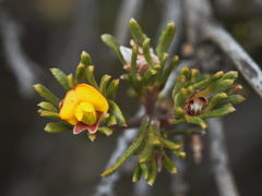 Phyllota pleurandroides