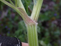 Anthriscus sylvestris
