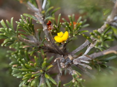 Phyllota pleurandroides