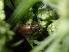 Phyllobius oblongus