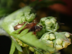 Phyllobius oblongus