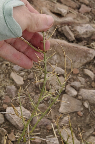 Image of Adolphia infesta by (c) Eric Knight, some rights reserved (CC BY)