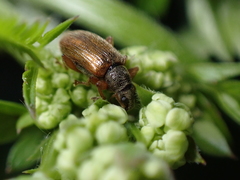 Phyllobius oblongus