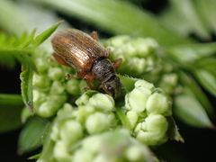 Phyllobius oblongus