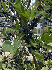 Myrsine cubana